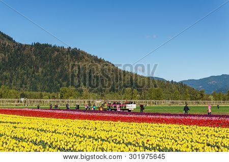 Chilliwack, Canada - April 20, 2019: Big Tulip Flower Field At The Chilliwack Tulip Festival In Brit