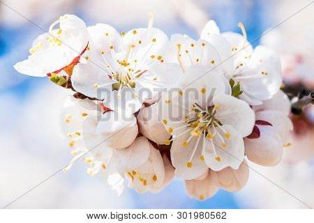 Branch Of The Cherry Tree In Bloom Against The Background Of The Blue Sky. White Petals Flowers Clos