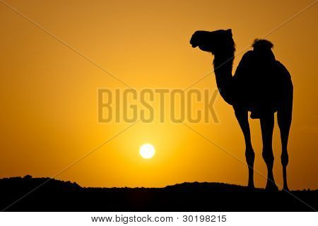 Soleil couchant dans un désert chaud : silhouette d'un chameau sauvage au coucher du soleil (image couleur tonifié)