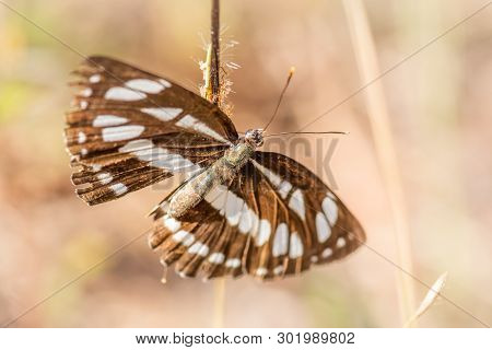 Close-up Butterfly In Nature, Macro Insect And Wildlife On Colourful Background.