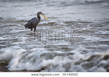 Western Reef-Reiher (Egretta Gularis)
