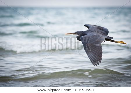 Western Reef-Reiher (Egretta Gularis)