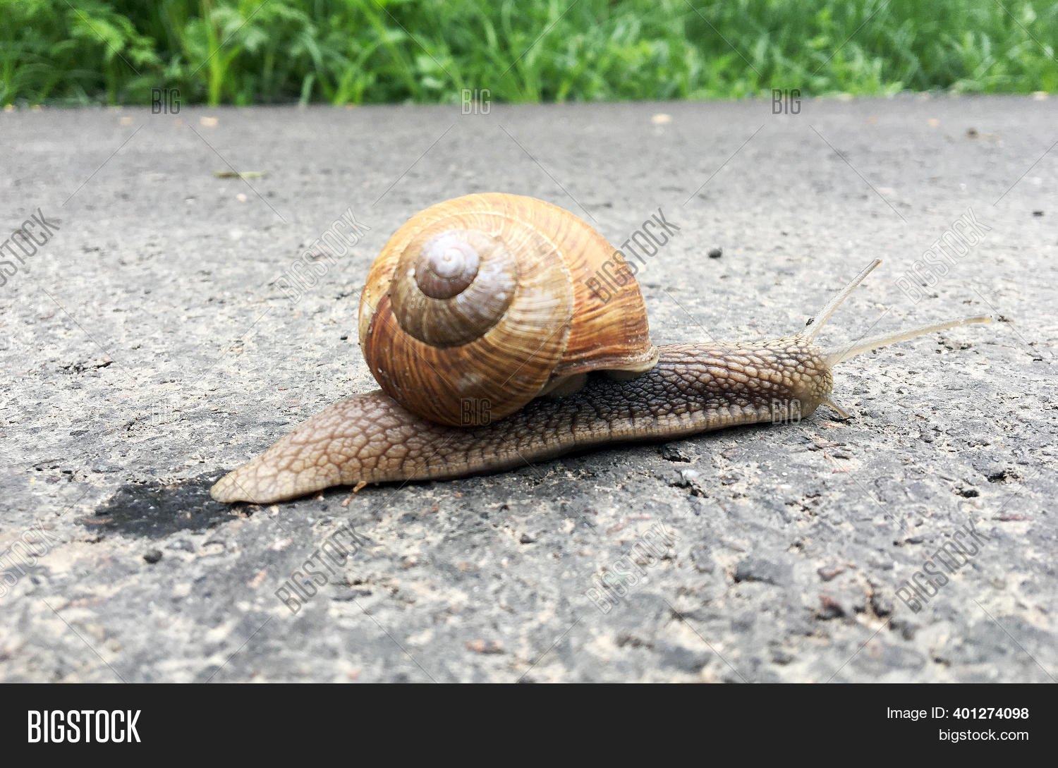 Small Garden Snail Image & Photo (Free Trial) Bigstock