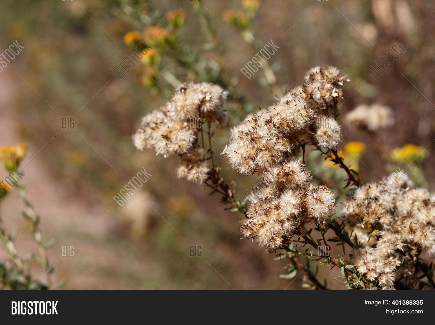 White Mature Image & Photo (Free Trial) | Bigstock