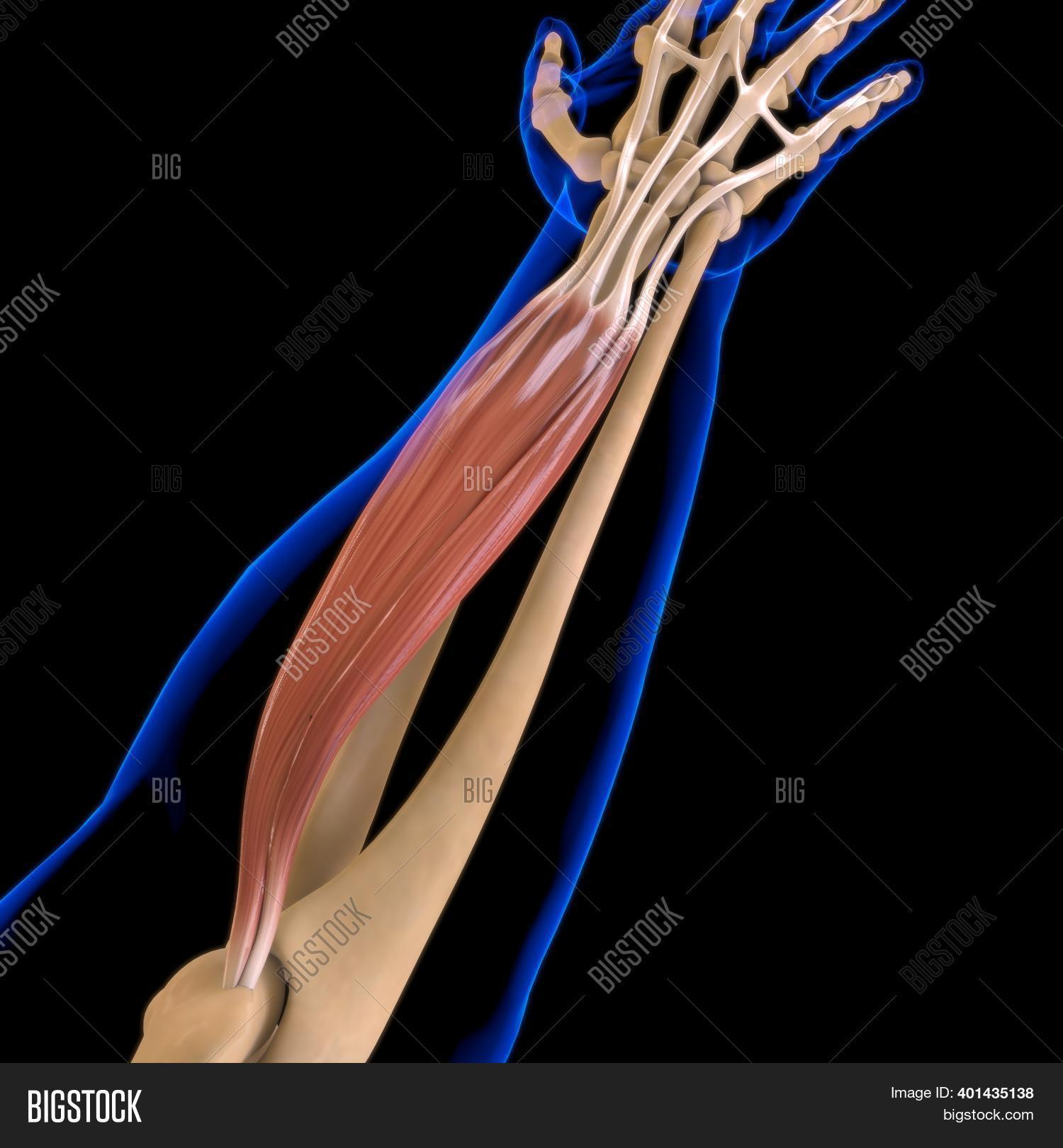 Extensor Digitorym Imagen y foto Extensor Digitorum (prueba gratis) | Bigstock