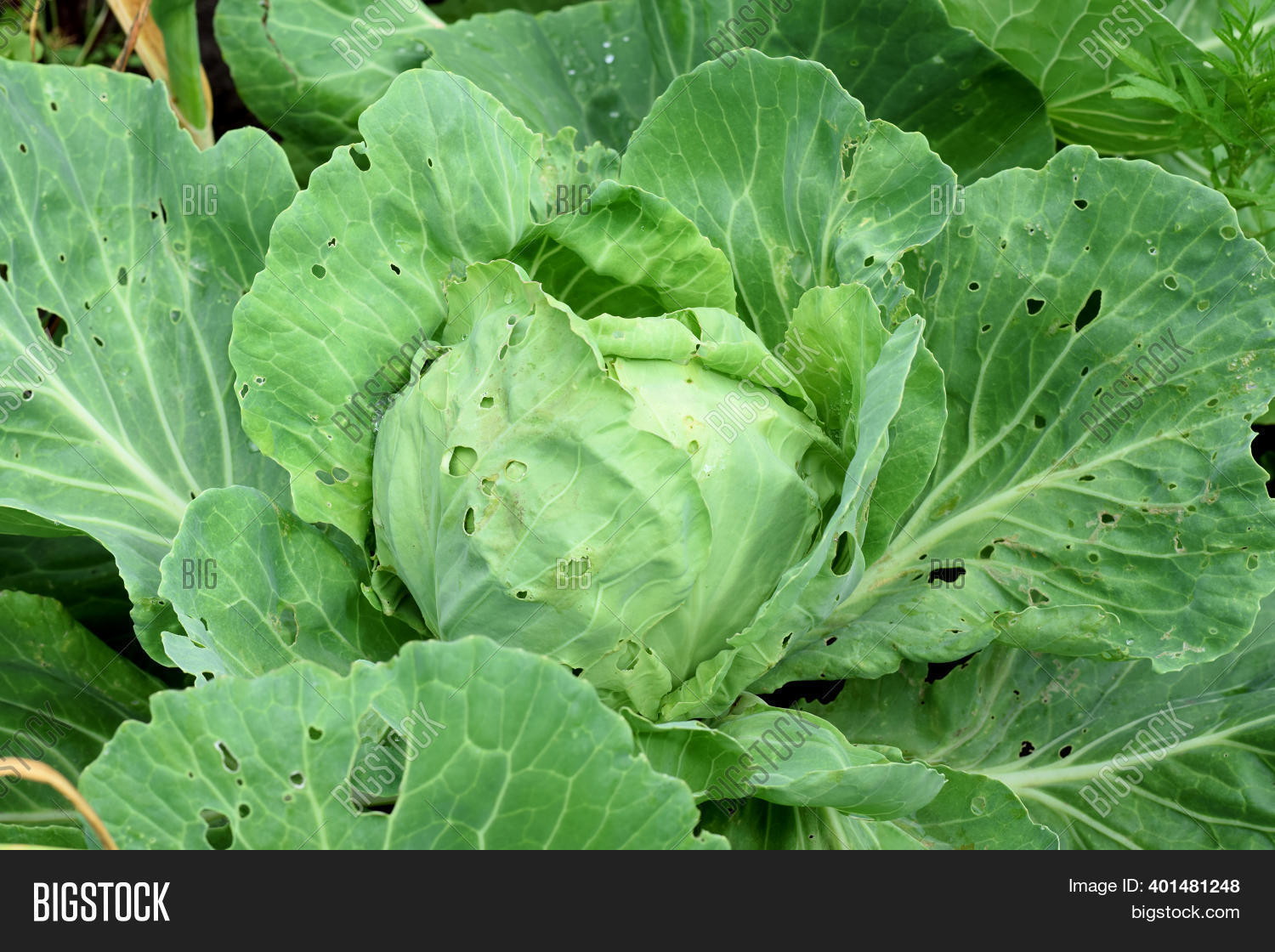 Cabbage Holes Leaves Image & Photo (Free Trial) Bigstock