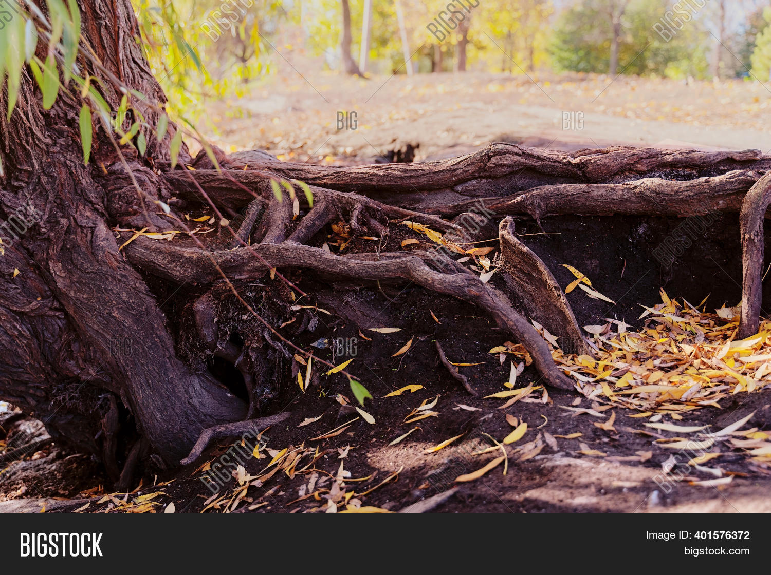 Old Tree Big Root Half Image & Photo (Free Trial) | Bigstock