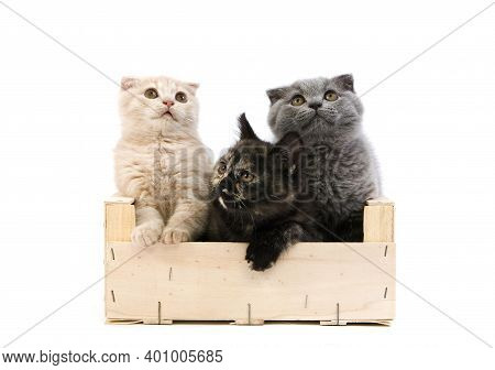2 Months Old Kittens In A Crate, A Black Tortoire Shell British Shorthair, A Blue Scottish Fold And 