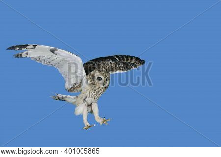 Short Eared Owl, Asio Flammeus, Adult In Flight Against Blue Sky