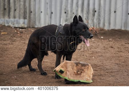 Sports Training Dog Playground In Kennel Of Service German Shepherds. Charming High Bred Dog. Large