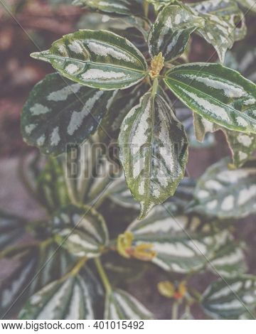 Photo Of Artistic Pilea Cadierei In The Garden