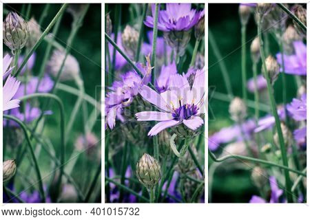 Triptych of  blue flowers Cupid's-dart (Catananche). Selective focus.