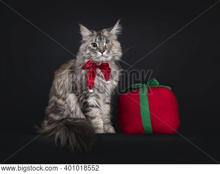 Very Pretty Silver Tortie Maine Coon Cat With One Eye. Sitting Up Straigth Side Ways Beside Toy Pres