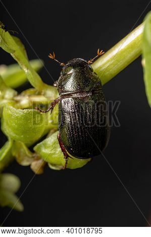 Adult June Beetle