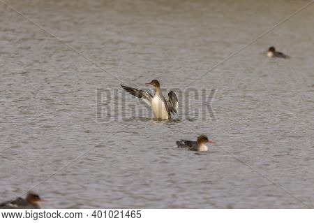 Red Breasted Merganser On The Manitowoc River