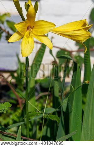 Yellow Daylily (hemerocallis Lilioasphodelus) In A Garden