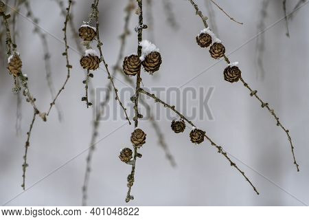 Tamarack Cones Hanging On Branches In Winter