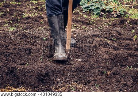 Experienced Farmer Gets Better At Spade Wet Clay. Engraving The Garden With A Unique Tool. Hand Digg