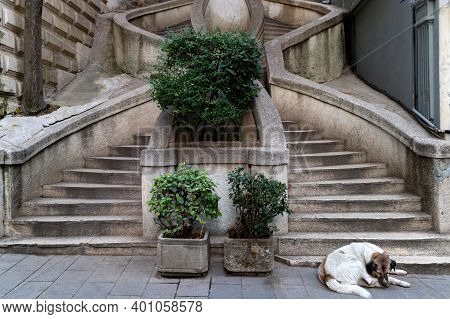 A Mongrel Lies At The Base Of The Kamondo Stairs In Istanbul