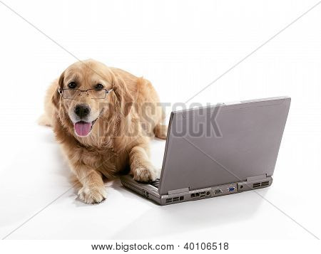 笔记本电脑金毛犬