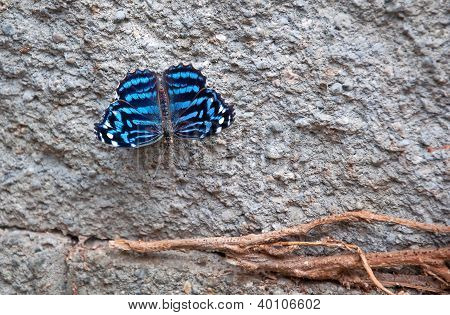 Blue Butterfly Myscelia Ethusa