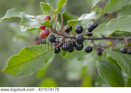 Ripe Poisonous Buckthorn Berries (rhamnus Frangula) Close-up. Macro.
