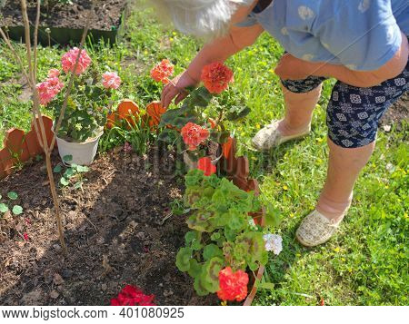 Senior Female Standing Next To A Flower Bed, Summertime Shot