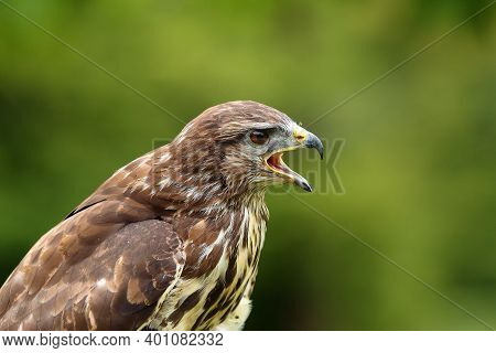 The Common Buzzard (buteo Buteo), Portrait. Portrait Of A Buzzard With An Open Beak.