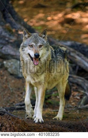 The Grey Wolf Or Gray Wolf (canis Lupus) Standing In The Forest. A Large Wolf With Its Tongue Sticki