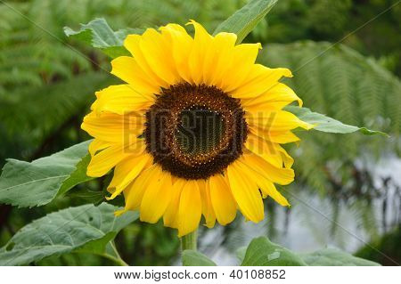 Solros