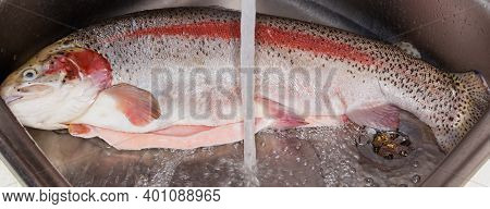 Whole Uncooked Disemboweled Rainbow Trout Peeled From Fish Scales In The Stainless Steel Kitchen Sin