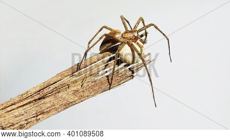 Nursery Web Spider (pisaura Mirabilis) On Wooden Branch Protecting Its Cocoon On Natural Background
