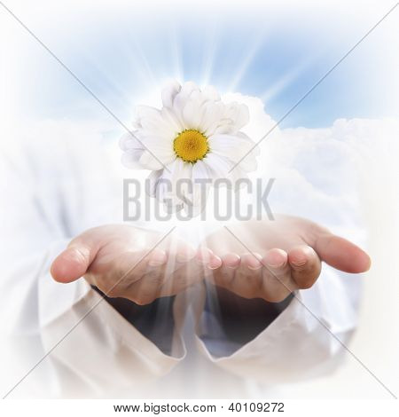 Kamille-BlÃ¼te