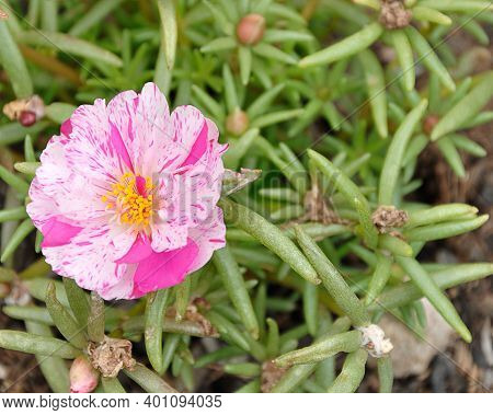 A Pink An White Mesembryanthemums Know As A Vygie In South Africa