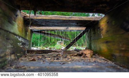 Old Wooden Box Inside. Rotten Boards On The Background Of The Forest.