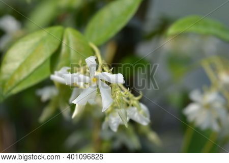 Star Jasmine - Latin Name - Trachelospermum Jasminoides