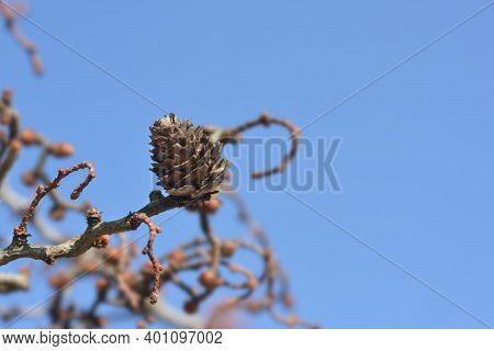 Larch Diana Branch With Cone - Latin Name - Larix Kaempferi Diana