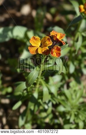 Orange Wallflower - Latin Name - Erysimum Cheiri