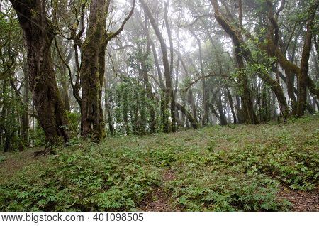 Laurel Forest In The Garajonay National Park. Raso De La Bruma. La Gomera. Canary Islands. Spain.
