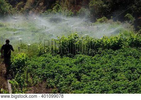 Irrigation Of A Potatoes Cultivation. Agulo. La Gomera. Canary Islands. Spain.