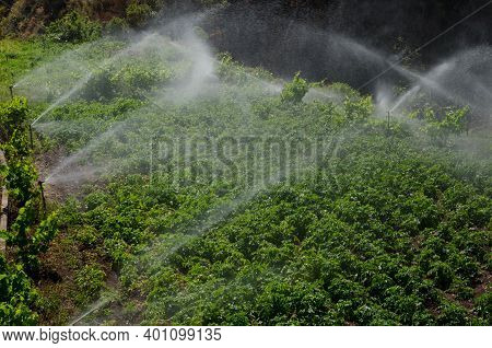 Irrigation Of A Potatoes Cultivation. Agulo. La Gomera. Canary Islands. Spain.