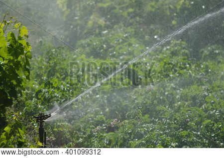 Water Sprinkler Irrigating A Potatoes Cultivation. Agulo. La Gomera. Canary Islands. Spain.