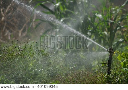 Water Sprinkler Irrigating A Potatoes Cultivation. Agulo. La Gomera. Canary Islands. Spain.