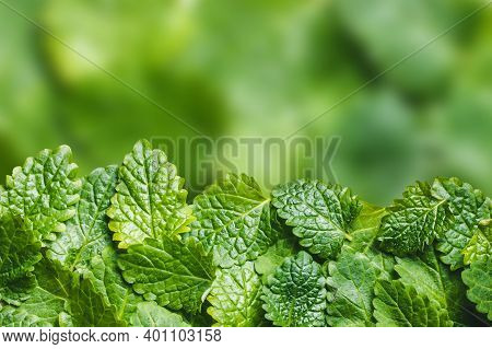 Balm Mint Leaves Isolated. Empty Copy Space Green Lemon Balm Leaf Studio Background. Mojito Drink In
