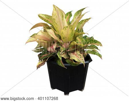 Aglaonema Or Chinese Evergreen In Black Plastic Pot Isolated On White Background With Clipping Path.