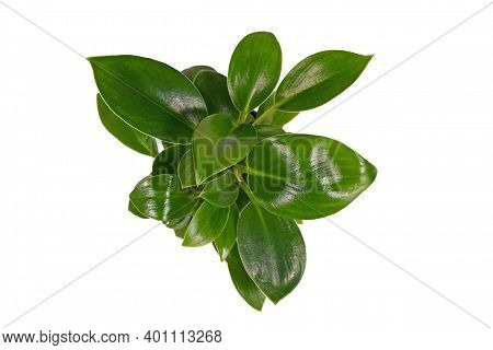 Top View Of Small Tropical Houseplant With Botannic Name 'philodendron Green Princess' Isolated On W