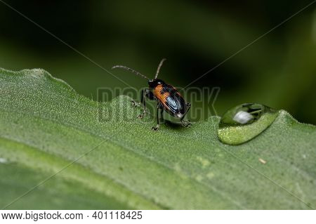 Adult Shining Leaf Beetle