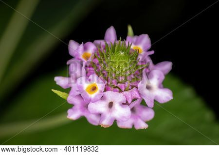 Flower Of The Plant Lantana Lavender Popcorn Of The Species Lantana Trifolia