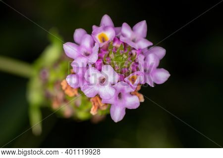 Flower Of The Plant Lantana Lavender Popcorn
