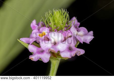 Flower Of The Plant Lantana Lavender Popcorn